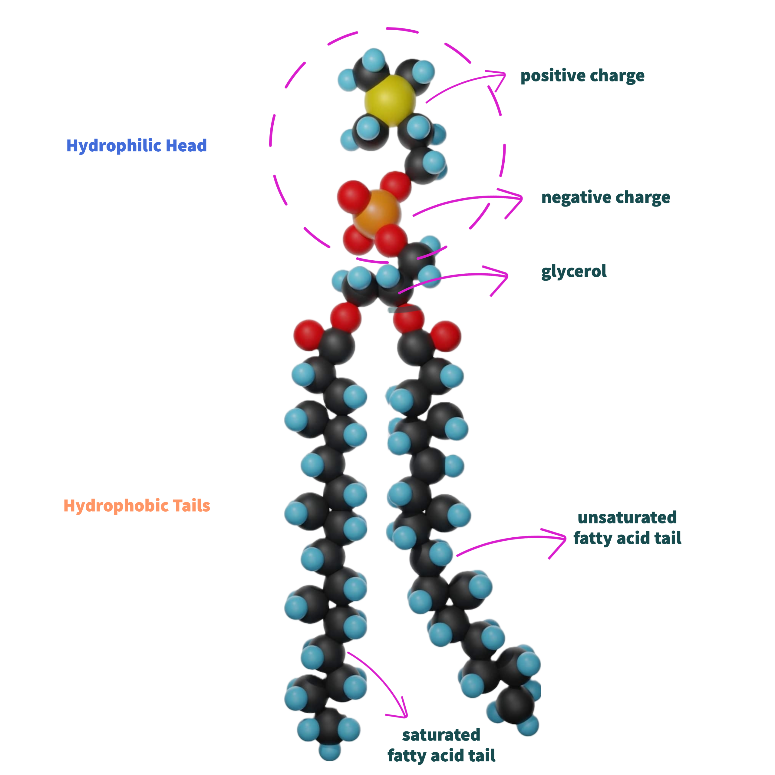 Phospholipid molecule structure used in DNAcademy education