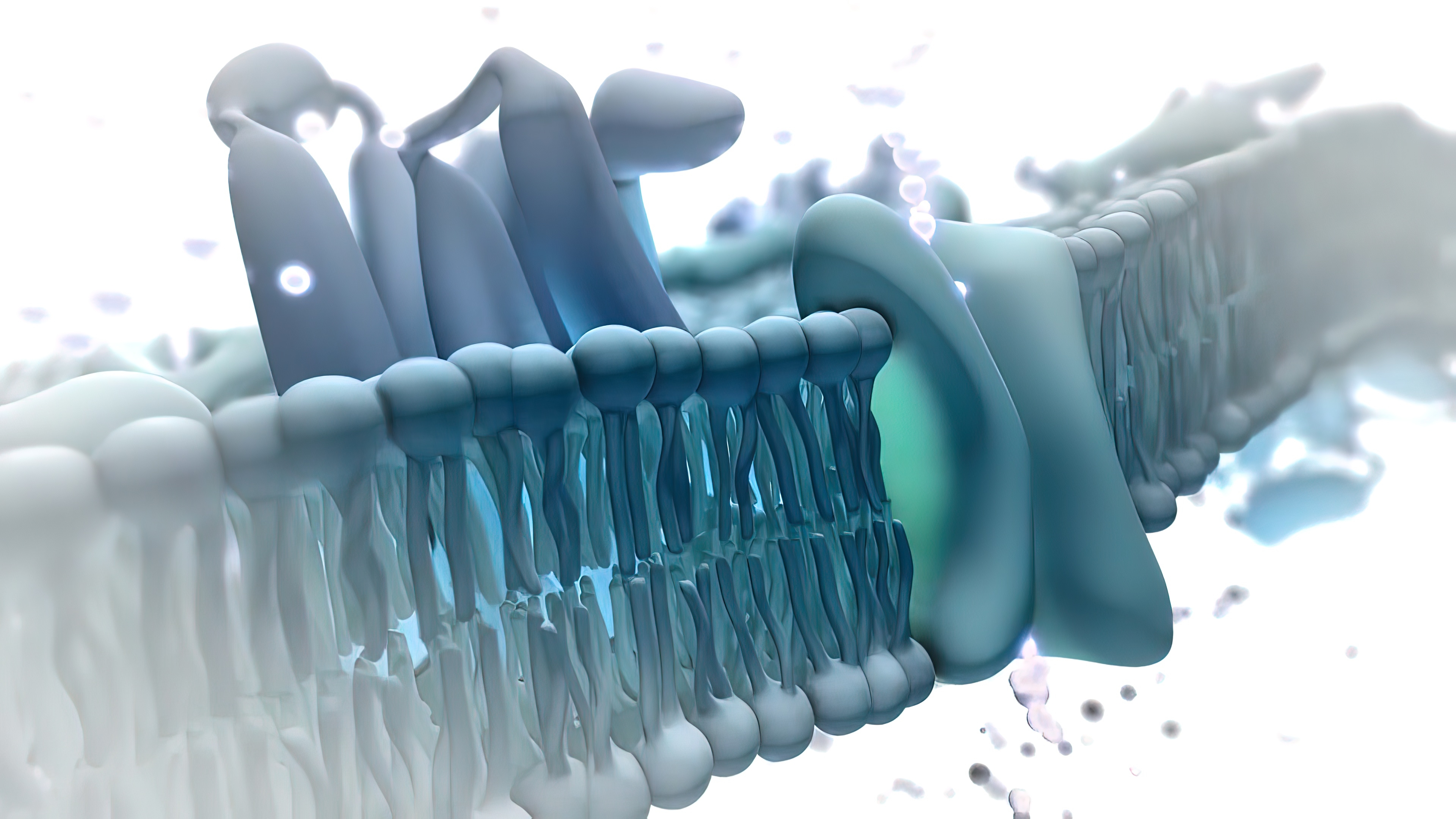 Scientific illustration of a cell membrane and cellular structures